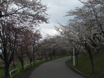 美唄 東明公園 北海道 桜の名所 北海道 旅ログ